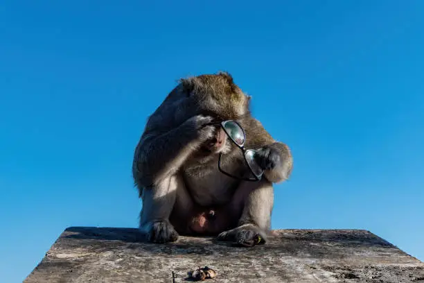 Bali, Indonesia A small monkey fumbles with eyeglasses stolen from a tourist.