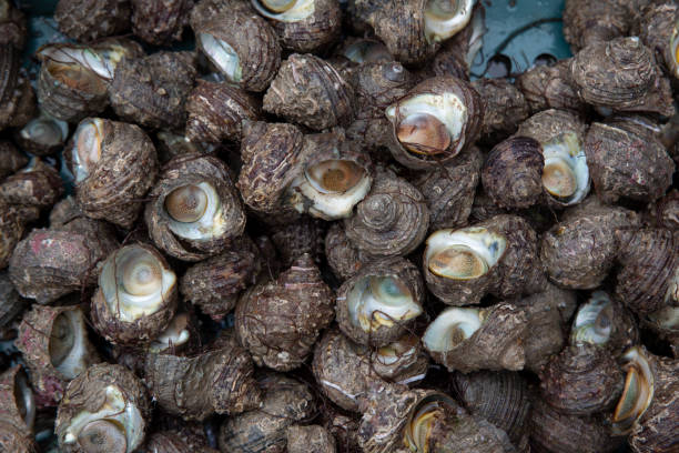istock Fresh Conch in Seafood Market 1495739974