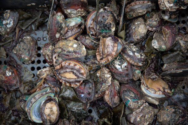 istock Fresh abalone in the seafood market 1495739992