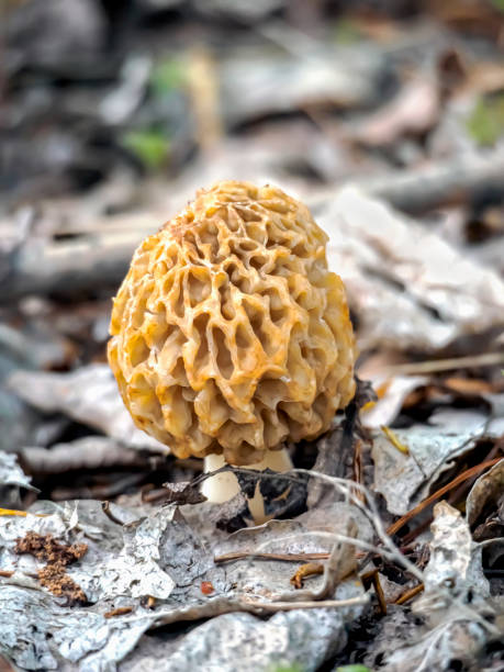 istock A wild-growing true morel. Early spring mushrooms. Close-up 1495741876