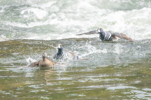 anatre arlecchino che nuotano, volando insieme in corrente veloce a lehardy nell'ecosistema di yellowstone negli stati uniti occidentali, nord america - harlequin duck duck harlequin water bird foto e immagini stock