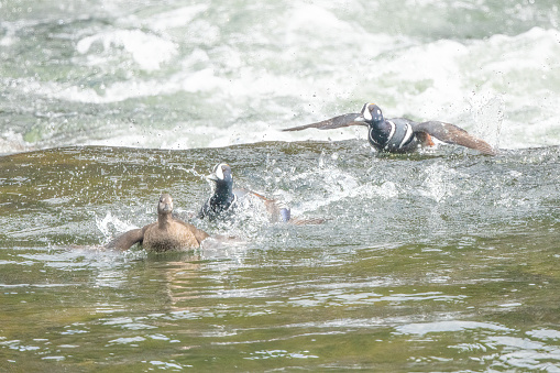Harlequin ducks swimming, flying together in swift current at LeHardy in the Yellowstone Ecosystem in western USA, North America