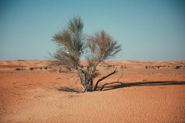 istock Lonely Trees during a stroll in the Dubai desert 1495745311