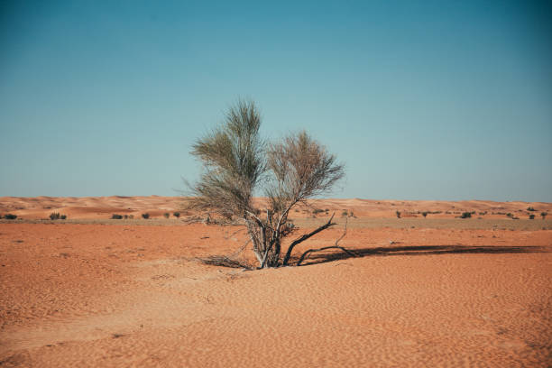 istock Lonely Trees during a stroll in the Dubai desert 1495745343