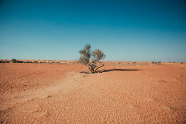 istock Lonely Trees during a stroll in the Dubai desert 1495745357