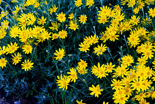 Yellow Flowers On Green Stalks In Back Yard Garden