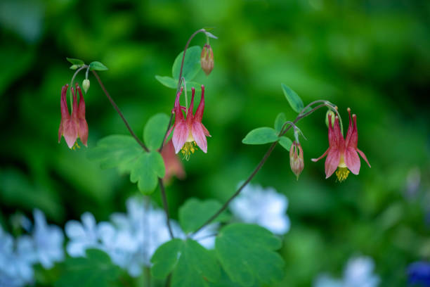 istock Columbine in garden 1495749484