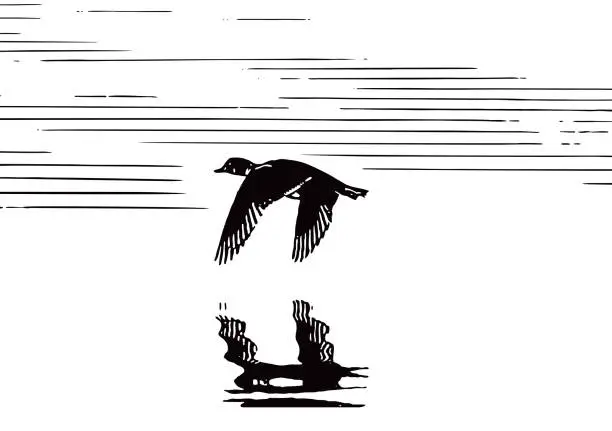 Vector illustration of Duck Flying Over Water