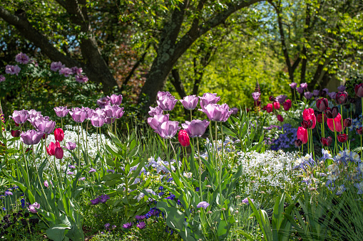 Tulips in garden