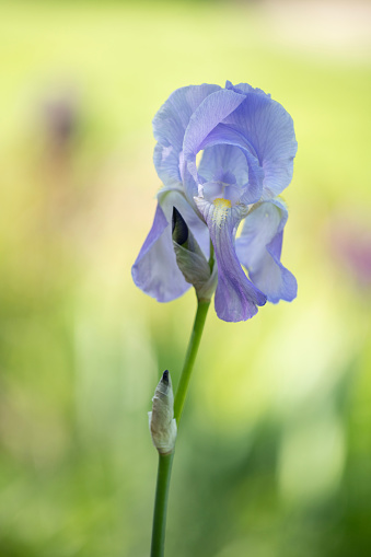 Blue Iris flowers in the garden after rain