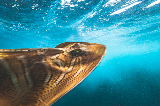 Close up of patterns on a fiddler ray at the surface of the ocean, part of the ray or shark species