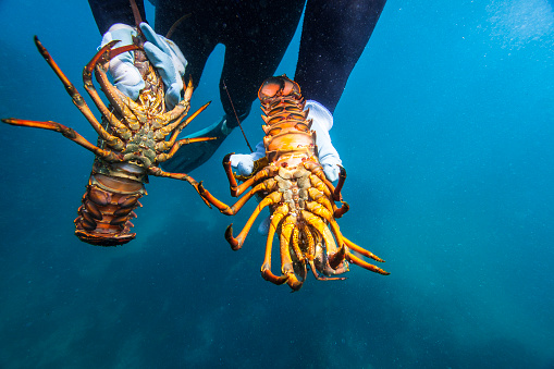 Diver catching and holding rock lobsters in their hands while swimming through blue ocean