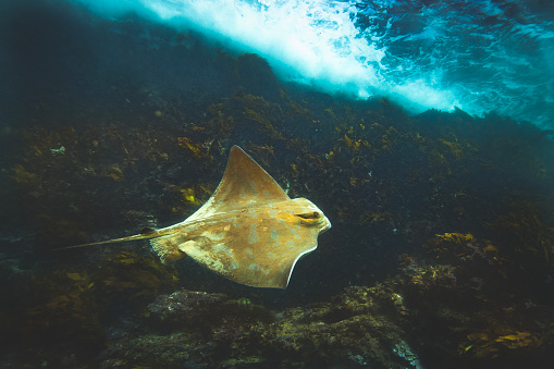 Eagle ray swimming under waves along seaweed and rock ocean bottom