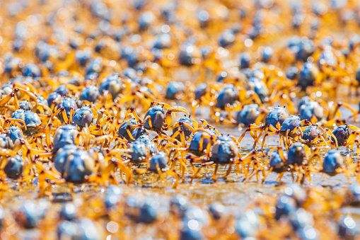Close up of thousands of soldier crabs movi.ng along on sand flat on low tide