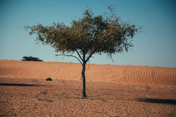 Images from the Dubai desert in the United Arab Emirates. Lonely trees spread among the dunes of the desert.