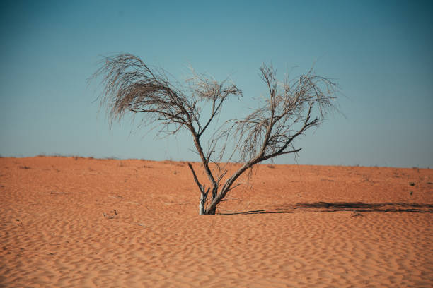 istock Lonely Trees during a stroll in the Dubai desert 1495750767