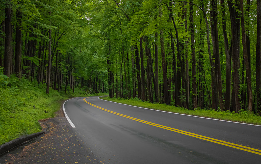 istock Forest Road 1495750770
