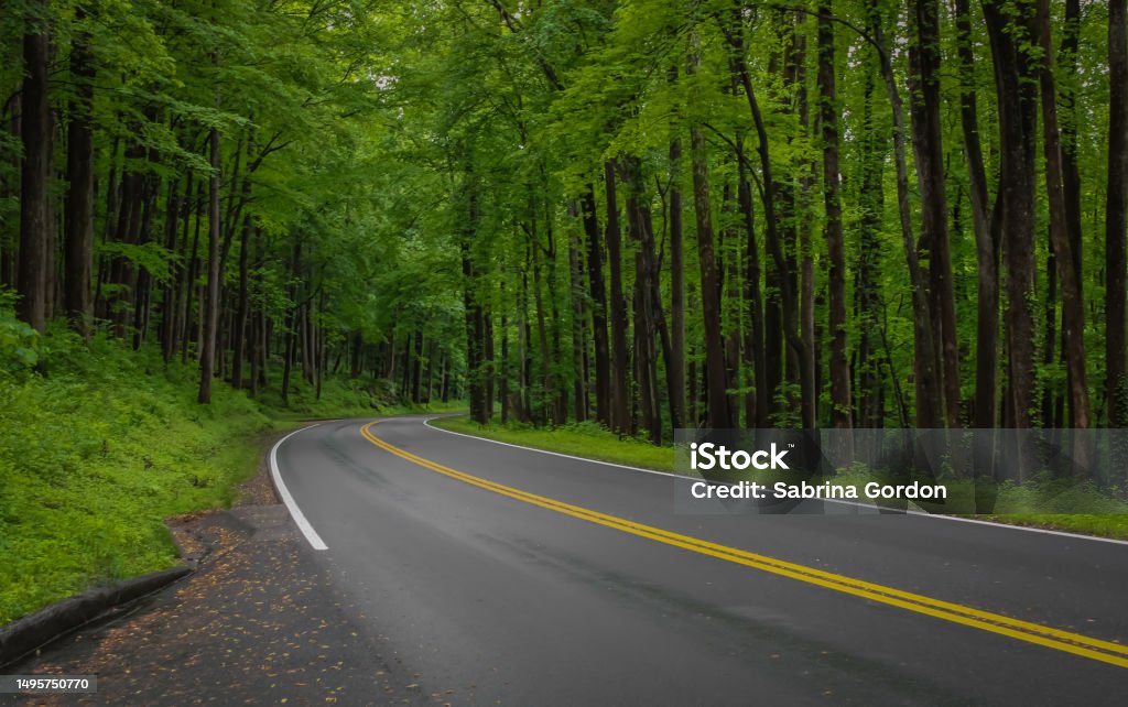 Forest Road A winding road through the forest in the Smokey Mountains Road Stock Photo