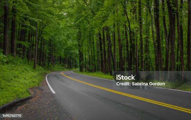 Forest Road Stock Photo - Download Image Now - Road, Tennessee, Forest