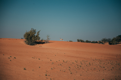 Images from the Dubai desert in the United Arab Emirates. Lonely trees spread among the dunes of the desert.