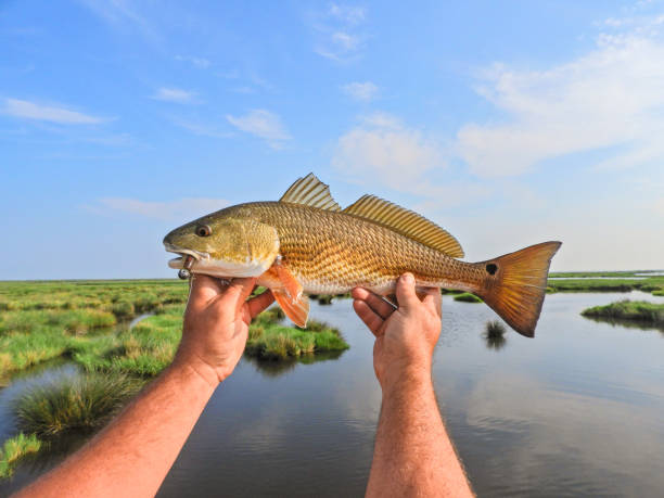 istock Redfish In The Louisiana Marsh 1495751879
