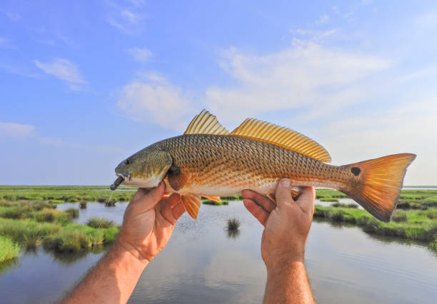 istock Redfish In The Louisiana Marsh 1495751881