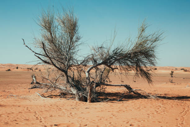 istock Lonely Trees during a stroll in the Dubai desert 1495751888