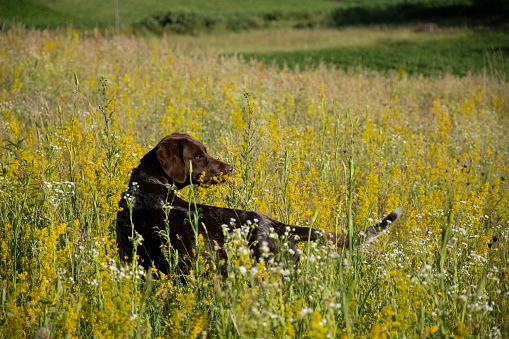 A brown hunting dog in the grass, in Romania, Bistrita