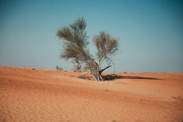 istock Lonely Trees during a stroll in the Dubai desert 1495752775