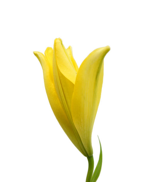 istock Yellow lily flowers on a white background 1495760981