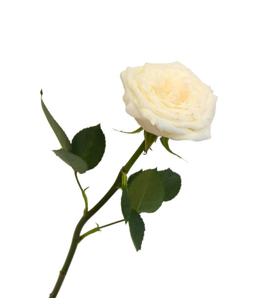 istock Bunch of rosy roses isolated on white 1495761031