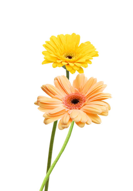 istock Beautiful daisy gerbera flowers isolated on white background 1495761050