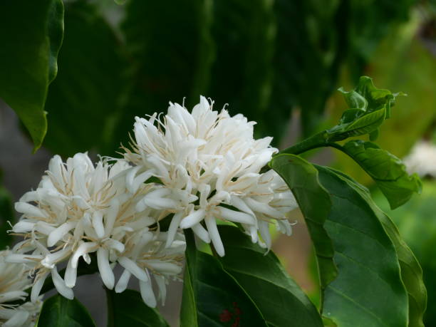 istock Robusta coffee blossom on tree plant with green leaf with black color in background 1495764553