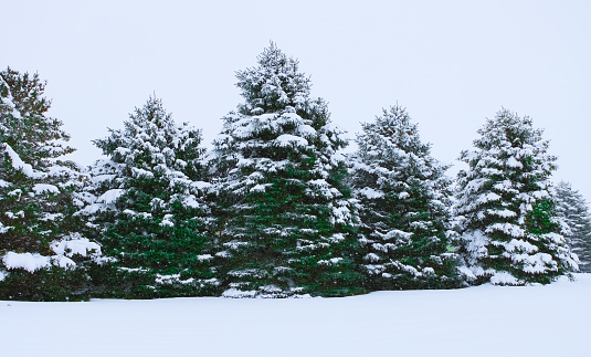 Fir trees in the snow