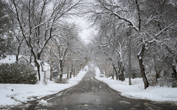 雪の中の木々をむき出しにする - photography branch tree day ストックフォトと画像