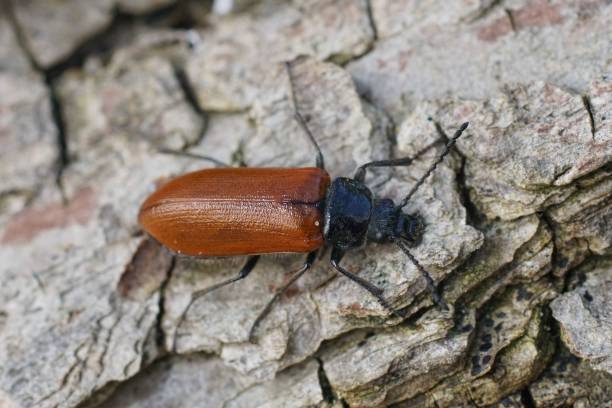 istock Closeup on a brown colored comb-clawed beetle, Omophlus lepturoi 1495766494