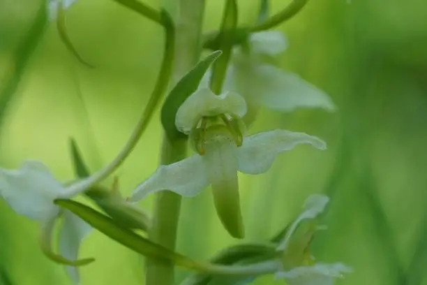 Natural closeup on the rare and endangered Greater Butterfly-Orchid, Platanthera chlorantha in a meadow