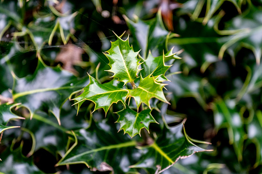 Holly leaf in Edinburgh Scotland.