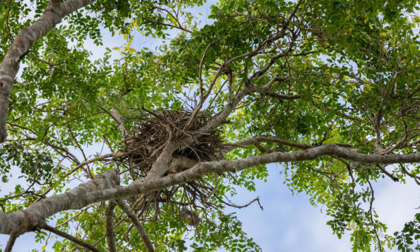 istock Large Eagle nest on a tree, view from below the bird's nest. 1495768100