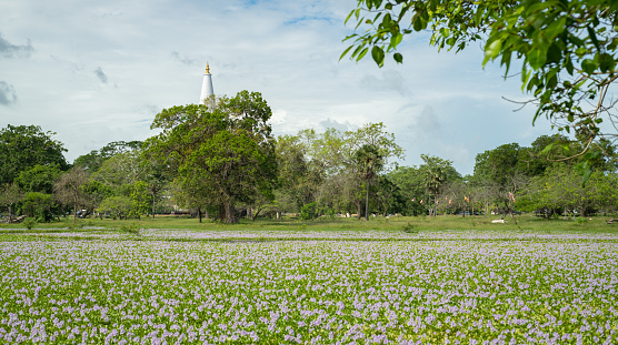 Ruwanweli Maha Seya and the beautiful purple flowering field in Anuradhapura. Scenic landscape photograph.