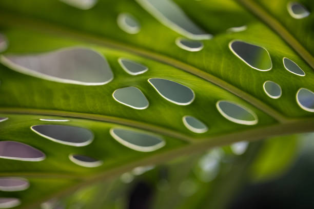 Macro close up of monstera leaf with many different holes