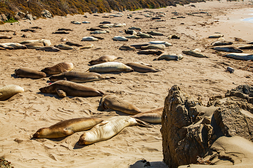 Seals sleeping on the beach on a sunny day on the coast of Northern California