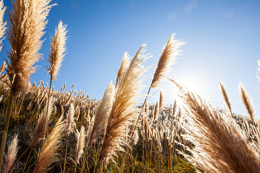 Feather reed grass in warm golden sunshine along the coast of Northern California