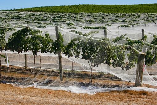 Grape vines covered with bird netting as a protection before harvest