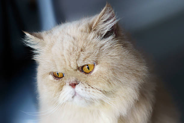 istock A Persian longhair cat bad mood 1495771007