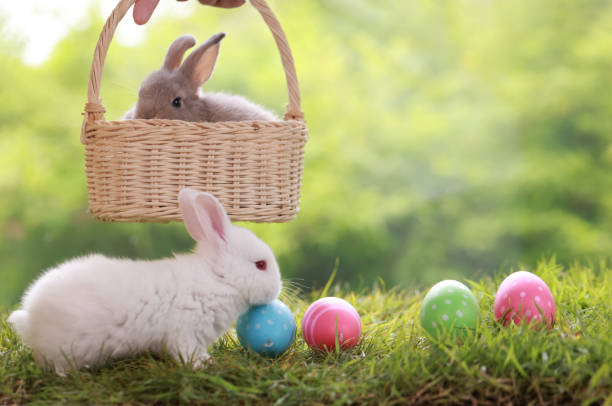 istock White and Gray Rabbit play with variety color easter egg on green grass 1495772360