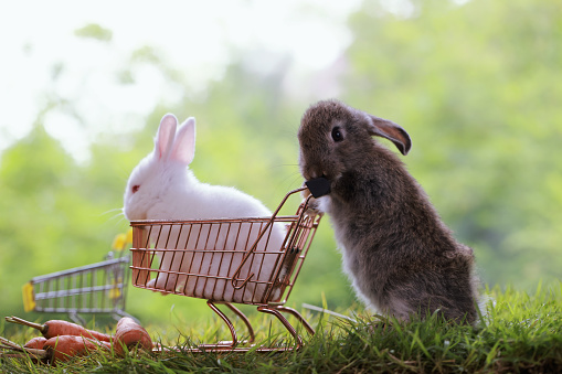 The cute gray rabbit pushing white rabbit in shopping trolley cart and looking some food, isolated on  green grass background.