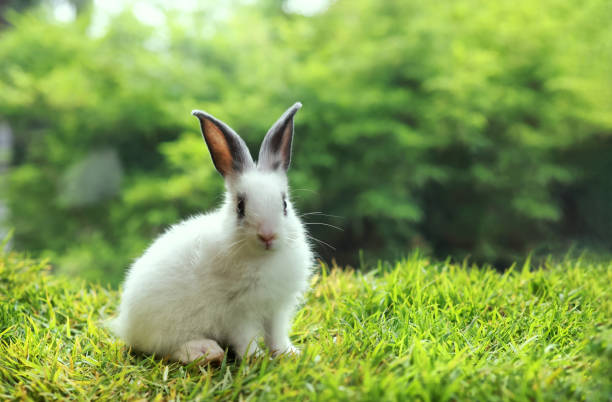 istock Beautiful white, fluffy baby rabbit  with long black ears playing in green grass 1495772430