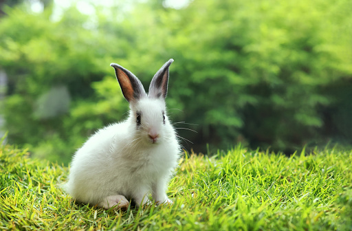 Beautiful white, fluffy baby rabbit  with long black ears playing in green grass