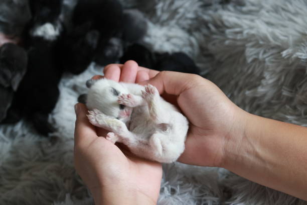 Silvery Syrian Hamster, on a light background.